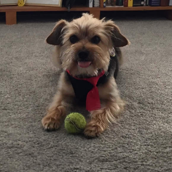 Meet your Posher, Dee - Picture 1 of 2